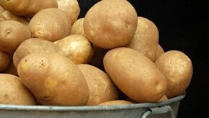 Potato Elizabeth: rasbeschrijving en teeltkenmerken 