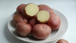 Romano aardappelen: rasbeschrijving en teeltregels