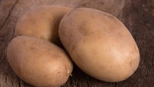 Potato Vector: kenmerken, verzorging en teelt