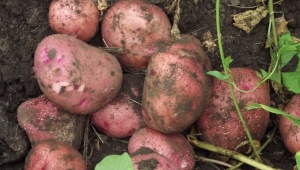 Aardappelen Zhuravika: rasbeschrijving en teeltkenmerken