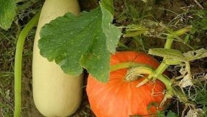 Is het mogelijk om courgette en pompoen naast elkaar te planten?