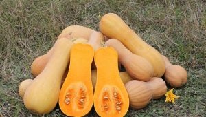 Butternut squash: variëteiten, teelt en gebruik