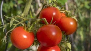 Beschrijving en opbrengst van het tomatenras Polbig F1