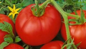 Beschrijving van de variëteit aan tomaten Moskvich en de regels voor de teelt ervan