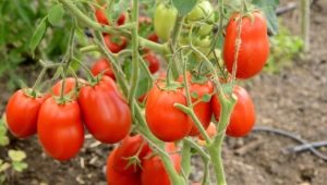 Beschrijving van de variëteit aan tomaten Stolypin