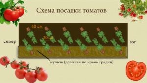 Basisschema's voor het planten van tomaten in een kas