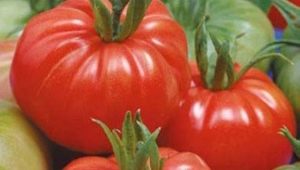 Kenmerken en subtiliteiten van het kweken van tomaten Dobrynya Nikitich