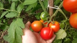 Kenmerken van tomatenrassen Leopold F1