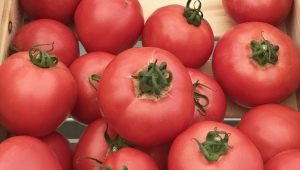 Kenmerken van groeiende tomatenrassen Torbay