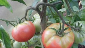 Waarom worden tomaten geel in een kas?