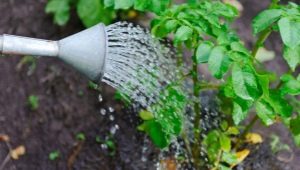 Aardappelen in de volle grond water geven: kenmerken en timing