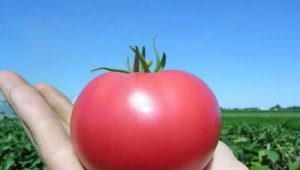 Tomatoes Pink Paradise: kenmerken van de variëteit en subtiliteiten van de teelt