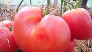 Regels voor het telen van tomaten Velmozh