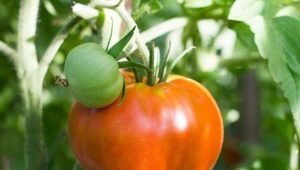 Tomaten Altai-meesterwerk: voordelen en kenmerken