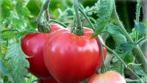 Tomaten Batyanya: rasbeschrijving en teeltregels