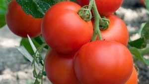 Tomato Intuition F1: voordelen en teeltregels