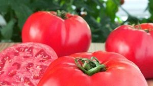 Raspberry Elephant Tomato: gedetailleerde kenmerken en kweektips 