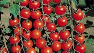 Tomato Olya F1: charakterystyka i plon odmiany