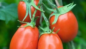 Tomato Torquay F1: sordi omadused ja kirjeldus