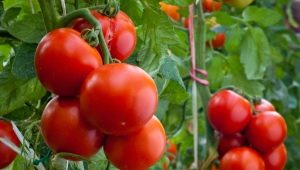 Tomaten Evpator: kenmerken van de variëteit en de subtiliteiten van fokken