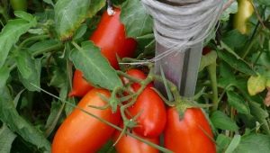 Tomaten Koenigsberg: beschrijving van de variëteit en subtiliteiten van de teelt