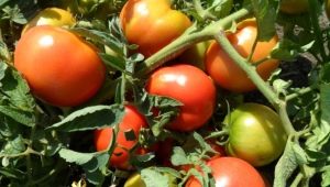 Tomaten Titan: kenmerken en beschrijving van de variëteit