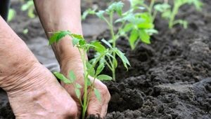 Subtiliteiten van het verplanten van tomaten