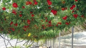 De subtiliteiten van het kweken van een tomatenboom