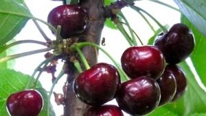 Cherry Melitopolskaya: kenmerken van de variëteit en geheimen van de teelt 