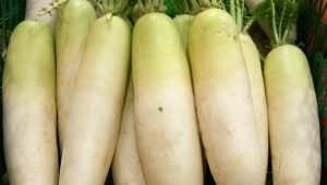 Daikon: voordelen en nadelen, gebruikskenmerken 