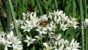 Geurige ui: plantensoorten en hun beschrijvingen