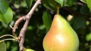 Pear Fairy: beschrijving, kenmerken van planten en verzorgen