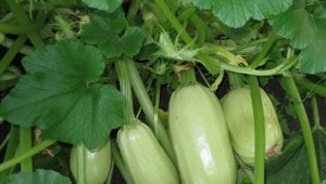 Courgette Gribovsky 37: kenmerken van de soort en teelt 