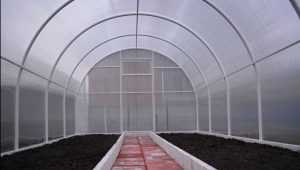 Hoe maak je een kas klaar voor het planten van tomaten in de lente?