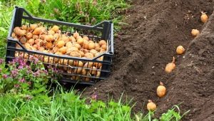 Hoe aardappelen te planten en telen?