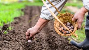 Wat is de beste manier om knoflook in het voorjaar in Siberië en de Oeral te planten?