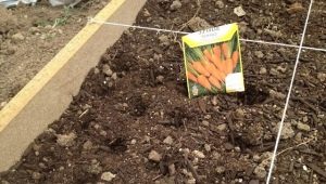 Hoe wortelen te planten?