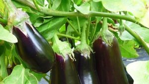 Hoe kies je een buurman in de auberginetuin?