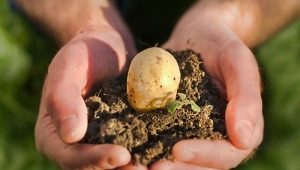 Welke meststof moet worden toegepast bij het planten van aardappelen?