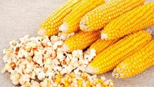 Kukurydza na popcorn: odmiany i zasady gotowania