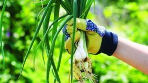 Meerjarige uien: populaire variëteiten en groeiende geheimen van tuinders