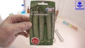 Cucumber Alligator F1: raskenmerken en groeikenmerken 