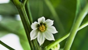 Peperbloemen vallen: oorzaken en behandeling