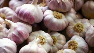 Kenmerken van het planten van knoflook in de lente in de volle grond