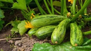 Kenmerken van het planten van courgettezaailingen in de volle grond