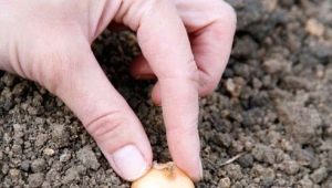 Kenmerken van het planten van plantuien in de regio's van de Oeral en Siberië