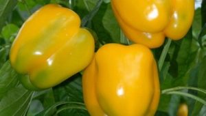 Pepper Miracle Golden: kenmerken van de soort en landbouwtechnologie