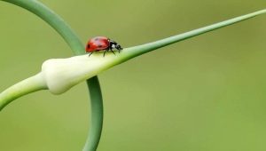 Waarom gaat de boog naar de pijl?