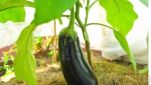 Waarom worden auberginebladeren geel?