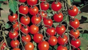 Populaire soorten tomaten